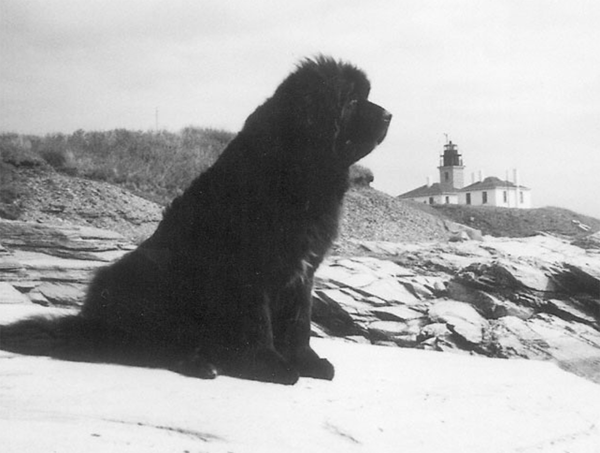 Heroic Newfoundland Dog on the Titanic